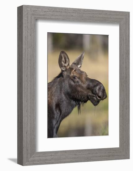 Moose in Watering Hole, Grand Teton National Park, Wyoming, USA-Tom Norring-Framed Photographic Print