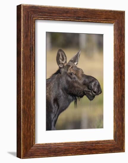 Moose in Watering Hole, Grand Teton National Park, Wyoming, USA-Tom Norring-Framed Photographic Print