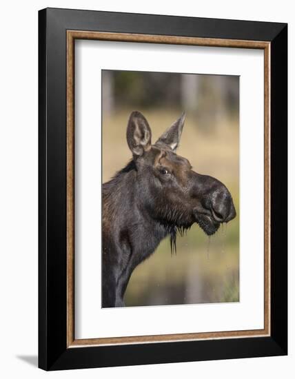 Moose in Watering Hole, Grand Teton National Park, Wyoming, USA-Tom Norring-Framed Photographic Print