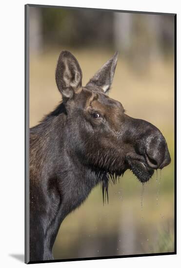 Moose in Watering Hole, Grand Teton National Park, Wyoming, USA-Tom Norring-Mounted Photographic Print