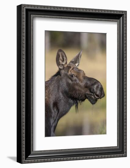 Moose in Watering Hole, Grand Teton National Park, Wyoming, USA-Tom Norring-Framed Photographic Print