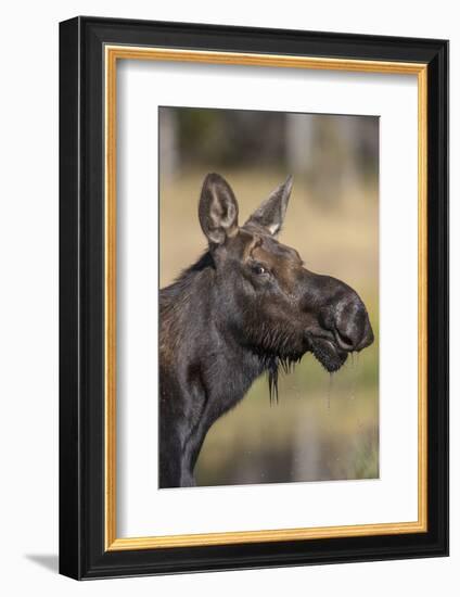 Moose in Watering Hole, Grand Teton National Park, Wyoming, USA-Tom Norring-Framed Photographic Print