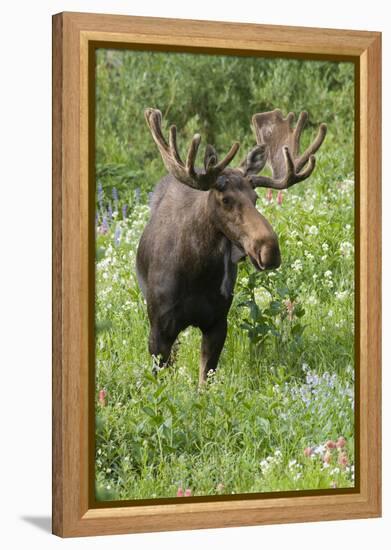 Moose in Wildflowers, Little Cottonwood Canyon, Wasatch-Cache NF, Utah-Howie Garber-Framed Premier Image Canvas