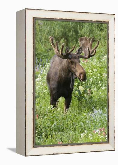 Moose in Wildflowers, Little Cottonwood Canyon, Wasatch-Cache NF, Utah-Howie Garber-Framed Premier Image Canvas