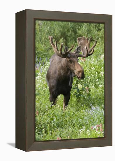 Moose in Wildflowers, Little Cottonwood Canyon, Wasatch-Cache NF, Utah-Howie Garber-Framed Premier Image Canvas