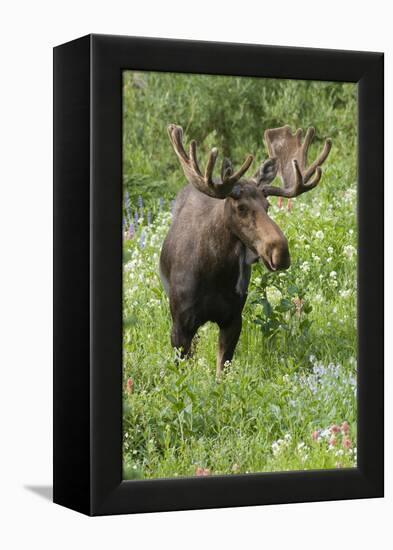 Moose in Wildflowers, Little Cottonwood Canyon, Wasatch-Cache NF, Utah-Howie Garber-Framed Premier Image Canvas