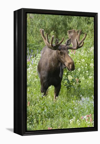 Moose in Wildflowers, Little Cottonwood Canyon, Wasatch-Cache NF, Utah-Howie Garber-Framed Premier Image Canvas