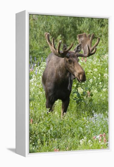 Moose in Wildflowers, Little Cottonwood Canyon, Wasatch-Cache NF, Utah-Howie Garber-Framed Premier Image Canvas