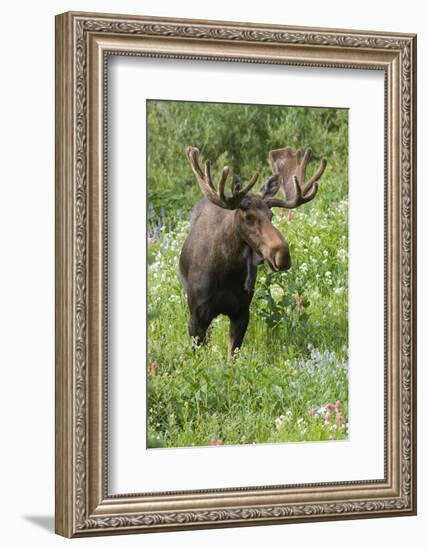 Moose in Wildflowers, Little Cottonwood Canyon, Wasatch-Cache NF, Utah-Howie Garber-Framed Photographic Print