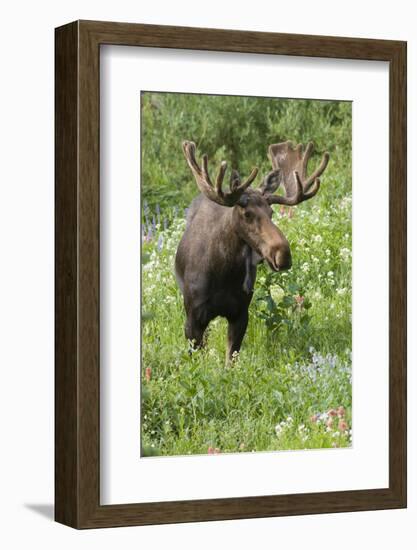 Moose in Wildflowers, Little Cottonwood Canyon, Wasatch-Cache NF, Utah-Howie Garber-Framed Photographic Print