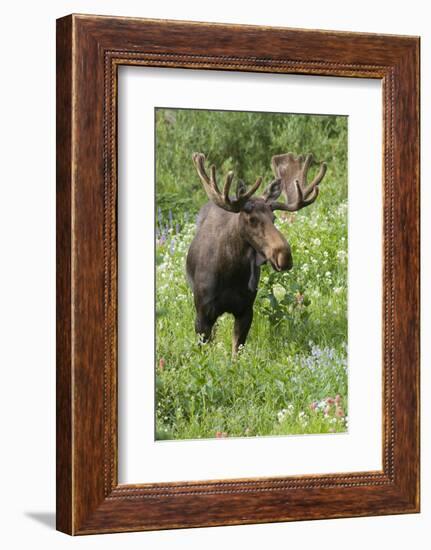 Moose in Wildflowers, Little Cottonwood Canyon, Wasatch-Cache NF, Utah-Howie Garber-Framed Photographic Print