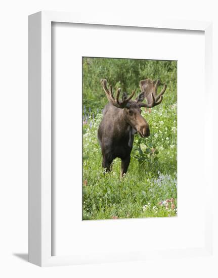 Moose in Wildflowers, Little Cottonwood Canyon, Wasatch-Cache NF, Utah-Howie Garber-Framed Photographic Print