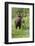 Moose in Wildflowers, Little Cottonwood Canyon, Wasatch-Cache NF, Utah-Howie Garber-Framed Photographic Print