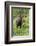 Moose in Wildflowers, Little Cottonwood Canyon, Wasatch-Cache NF, Utah-Howie Garber-Framed Photographic Print