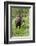 Moose in Wildflowers, Little Cottonwood Canyon, Wasatch-Cache NF, Utah-Howie Garber-Framed Photographic Print