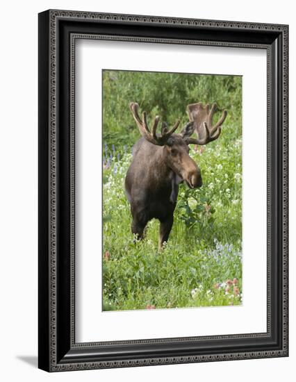 Moose in Wildflowers, Little Cottonwood Canyon, Wasatch-Cache NF, Utah-Howie Garber-Framed Photographic Print