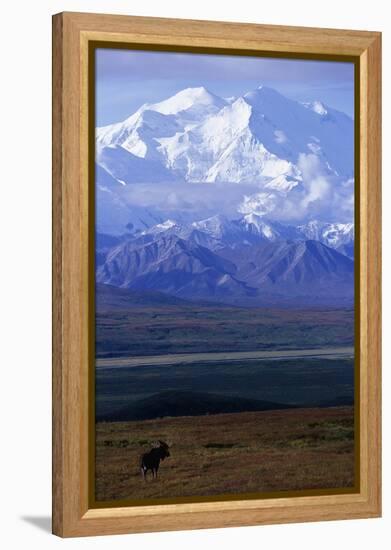 Moose on Tundra Below Mt. Mckinley in Alaska-Paul Souders-Framed Premier Image Canvas