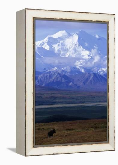 Moose on Tundra Below Mt. Mckinley in Alaska-Paul Souders-Framed Premier Image Canvas