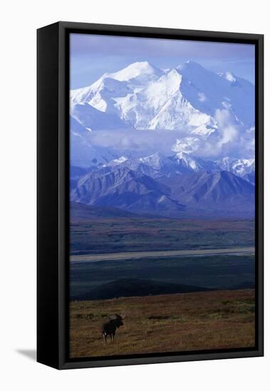 Moose on Tundra Below Mt. Mckinley in Alaska-Paul Souders-Framed Premier Image Canvas