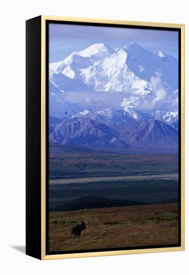 Moose on Tundra Below Mt. Mckinley in Alaska-Paul Souders-Framed Premier Image Canvas