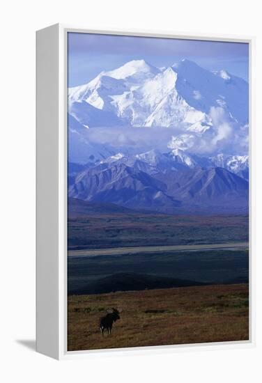 Moose on Tundra Below Mt. Mckinley in Alaska-Paul Souders-Framed Premier Image Canvas