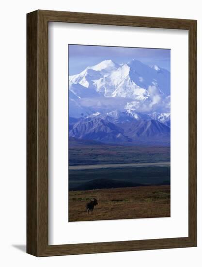 Moose on Tundra Below Mt. Mckinley in Alaska-Paul Souders-Framed Premium Photographic Print