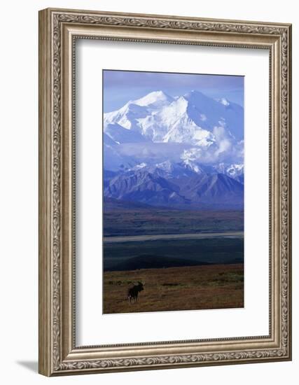 Moose on Tundra Below Mt. Mckinley in Alaska-Paul Souders-Framed Photographic Print