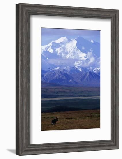 Moose on Tundra Below Mt. Mckinley in Alaska-Paul Souders-Framed Photographic Print