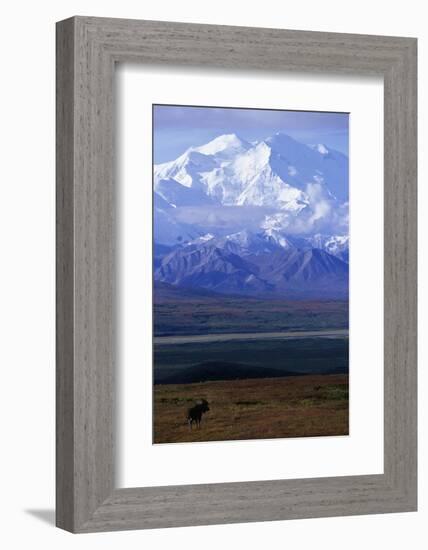 Moose on Tundra Below Mt. Mckinley in Alaska-Paul Souders-Framed Photographic Print