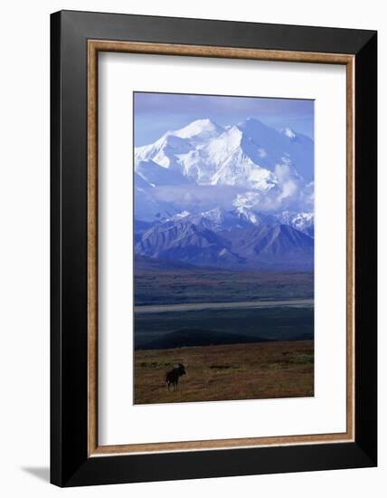 Moose on Tundra Below Mt. Mckinley in Alaska-Paul Souders-Framed Photographic Print
