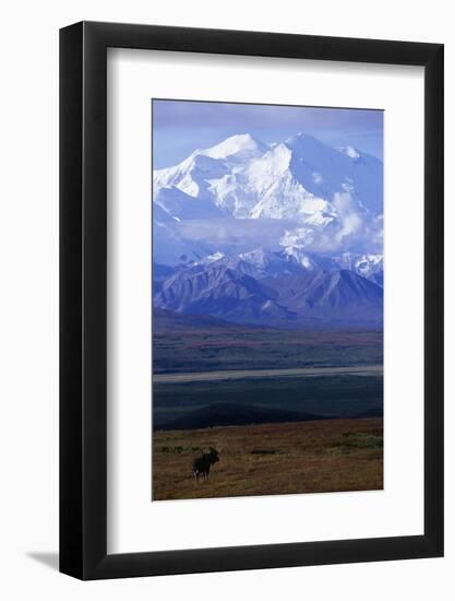 Moose on Tundra Below Mt. Mckinley in Alaska-Paul Souders-Framed Photographic Print