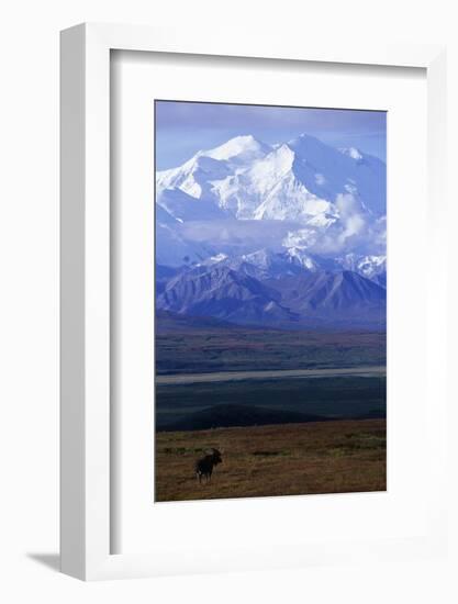 Moose on Tundra Below Mt. Mckinley in Alaska-Paul Souders-Framed Photographic Print