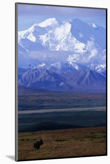 Moose on Tundra Below Mt. Mckinley in Alaska-Paul Souders-Mounted Photographic Print