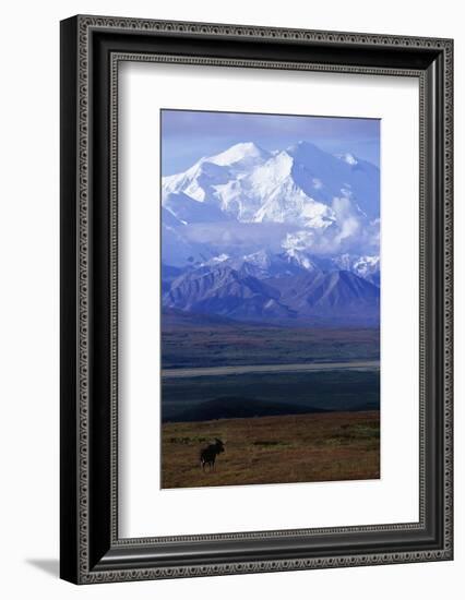 Moose on Tundra Below Mt. Mckinley in Alaska-Paul Souders-Framed Photographic Print