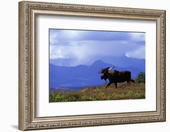 Moose on Tundra Near Mckinley River in Alaska-Paul Souders-Framed Photographic Print