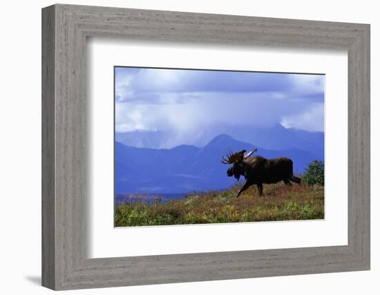 Moose on Tundra Near Mckinley River in Alaska-Paul Souders-Framed Photographic Print