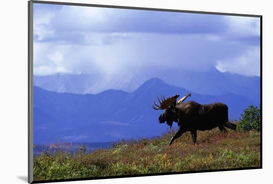 Moose on Tundra Near Mckinley River in Alaska-Paul Souders-Mounted Photographic Print