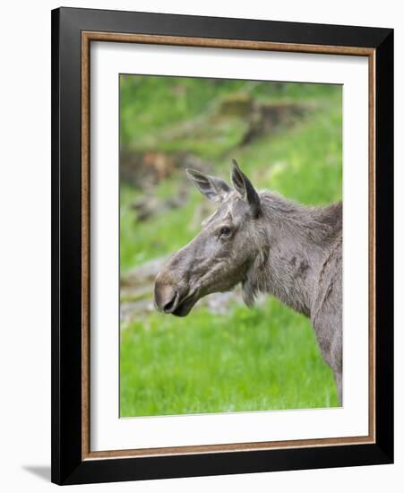 Moose or Elk. Enclosure in the Bavarian Forest National Park, Germany, Bavaria-Martin Zwick-Framed Photographic Print