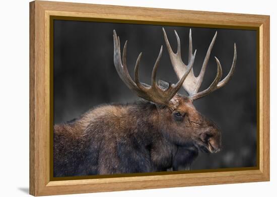 Moose Portrait-Danita Delimont-Framed Stretched Canvas