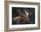 Moose Portrait-Danita Delimont-Framed Photo