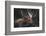 Moose Portrait-Danita Delimont-Framed Photo