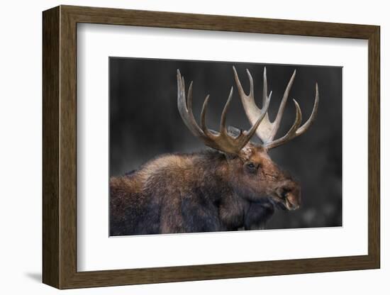 Moose Portrait-Danita Delimont-Framed Photo