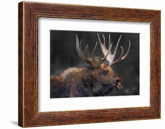 Moose Portrait-Danita Delimont-Framed Photo