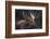 Moose Portrait-Danita Delimont-Framed Photo