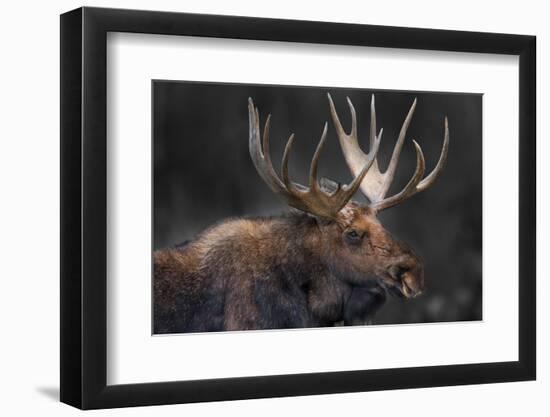 Moose Portrait-Danita Delimont-Framed Photo