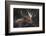 Moose Portrait-Danita Delimont-Framed Photo