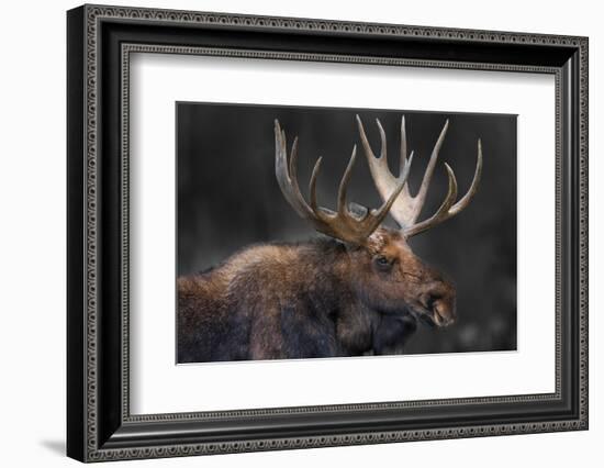 Moose Portrait-Danita Delimont-Framed Photo