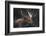 Moose Portrait-Danita Delimont-Framed Photo