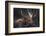 Moose Portrait-Danita Delimont-Framed Photo