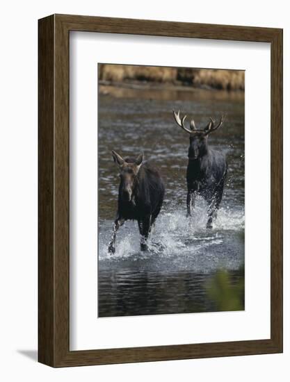 Moose Running in River-DLILLC-Framed Photographic Print